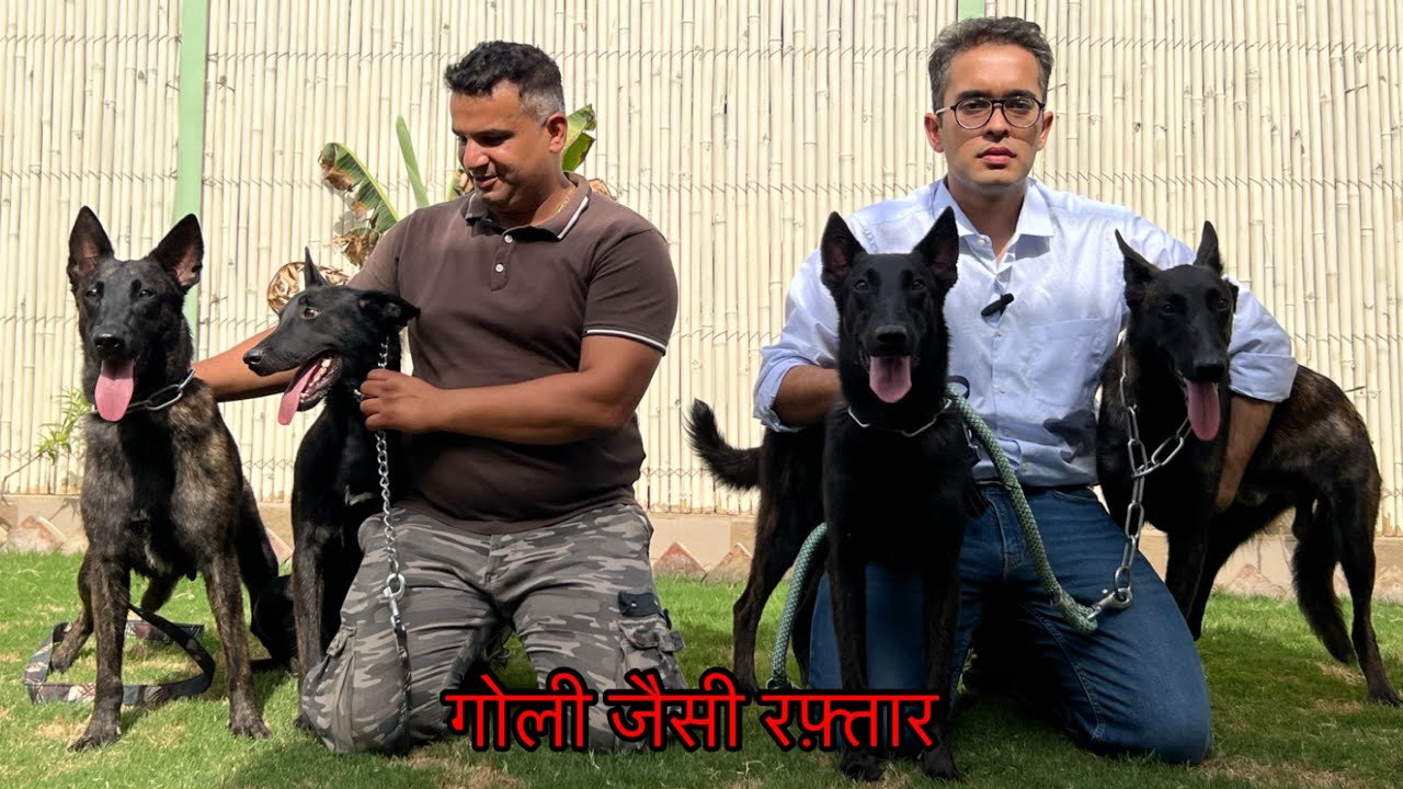 गोली से भी तेज होते हैं Dutch shepherd 😳😳😳