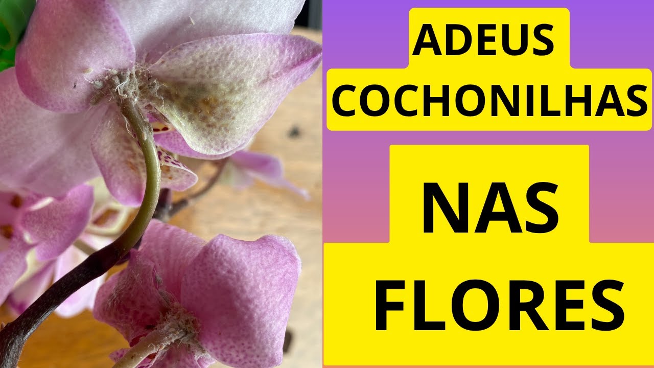 MÉTODO FÁCIL  RÁPIDO  QUE USA   1 INGREDIENTE E ACABA   COM AS COCHONILHAS NAS  FLORES DE ORQUÍDEAS