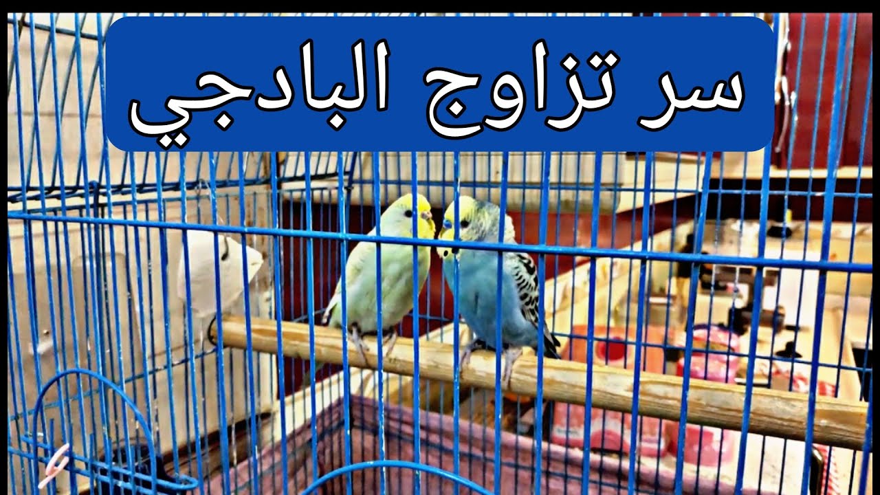 ذكر البادجي لا يتزاوج
لماذا لا يتزاوج البادجي