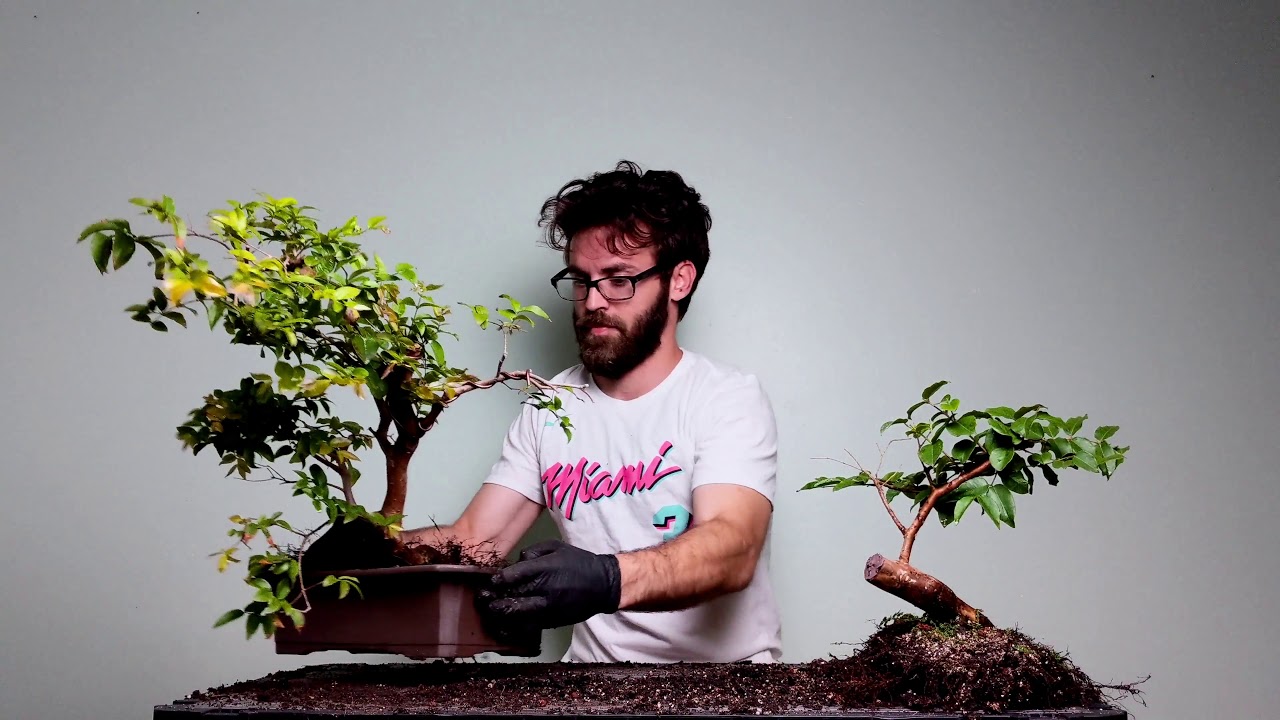 Repotting: Jabuticaba Twin Planting
