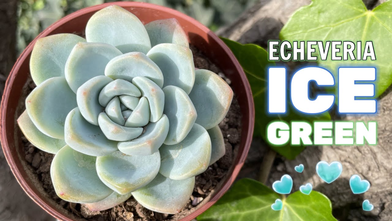 ECHEVERIA ICE GREEN | Cuidados