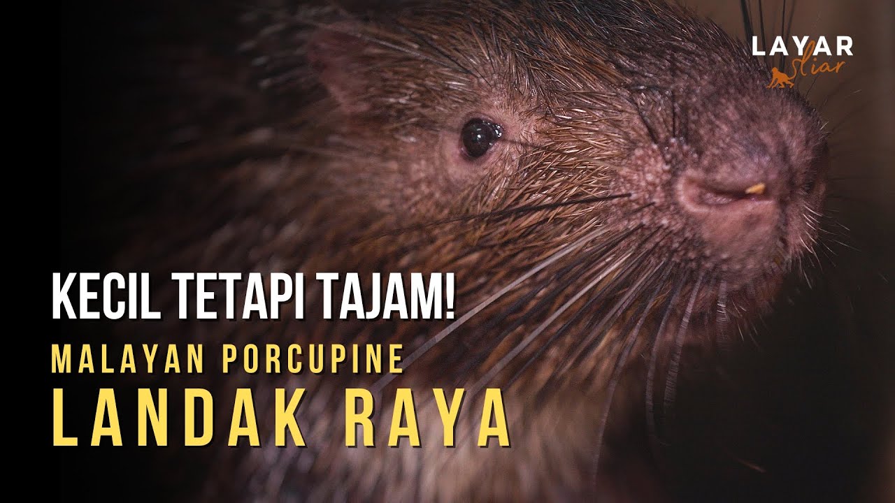 Landak Raya - Si Comel yang Berduri