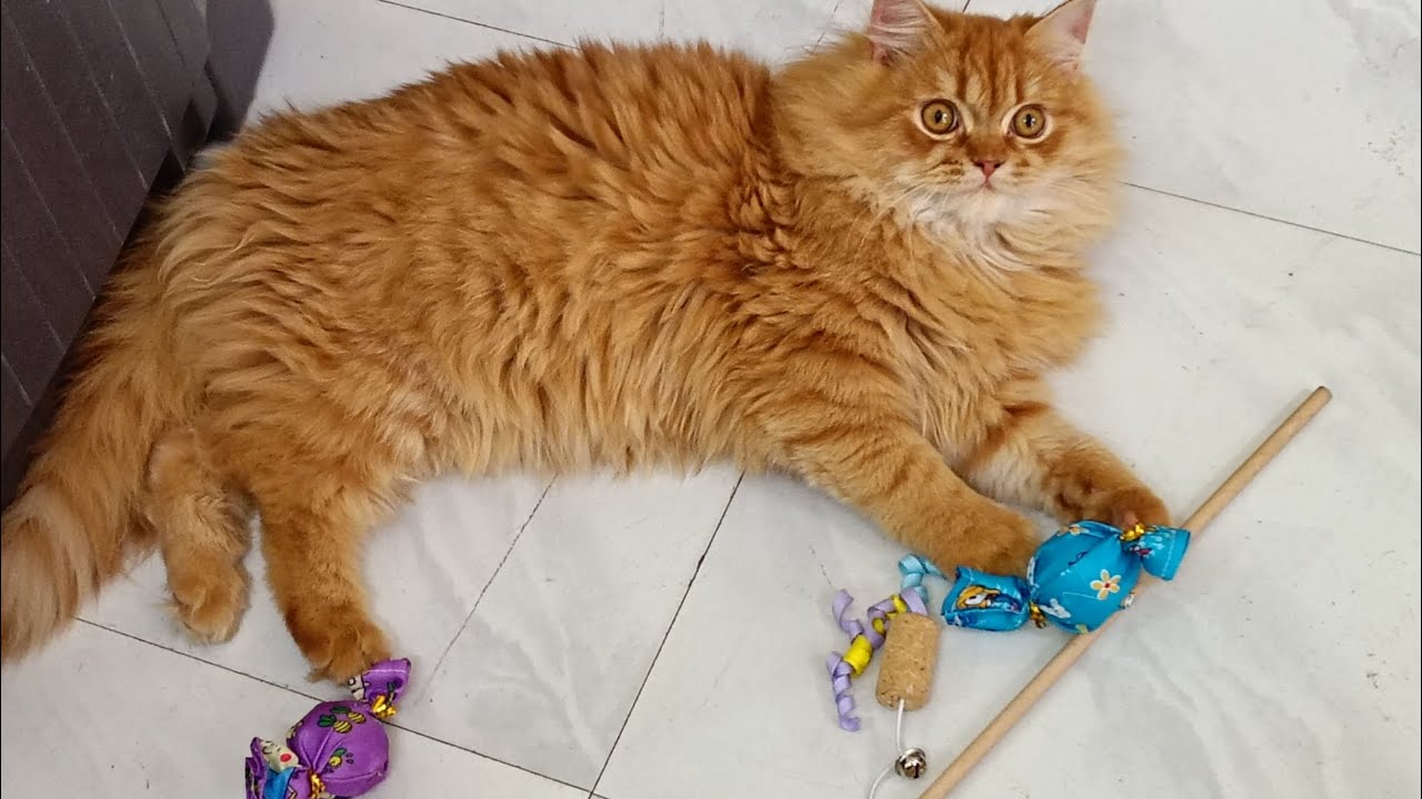 Lilly 🐈🤗 or Pinki 🐈 k liye aaye new toys 🧸 🪀#trending #youtube #vlog#catvlogs #cat#meow 