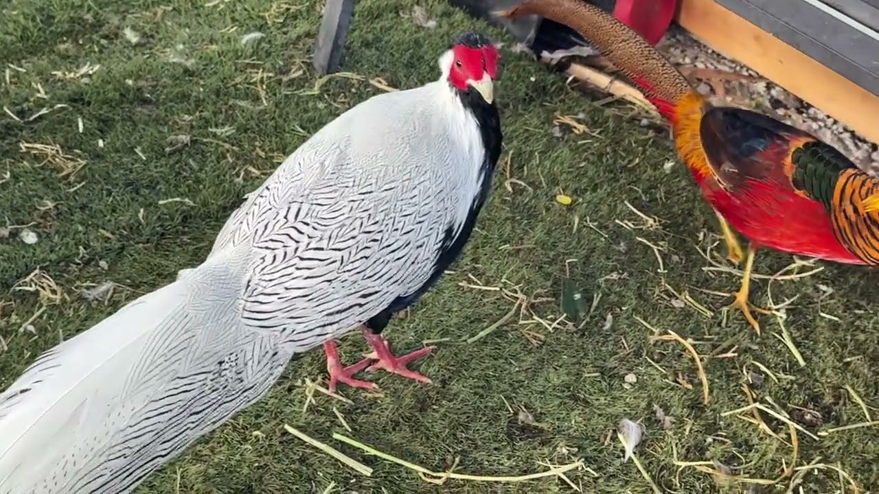 Golden pheasant Enid ok