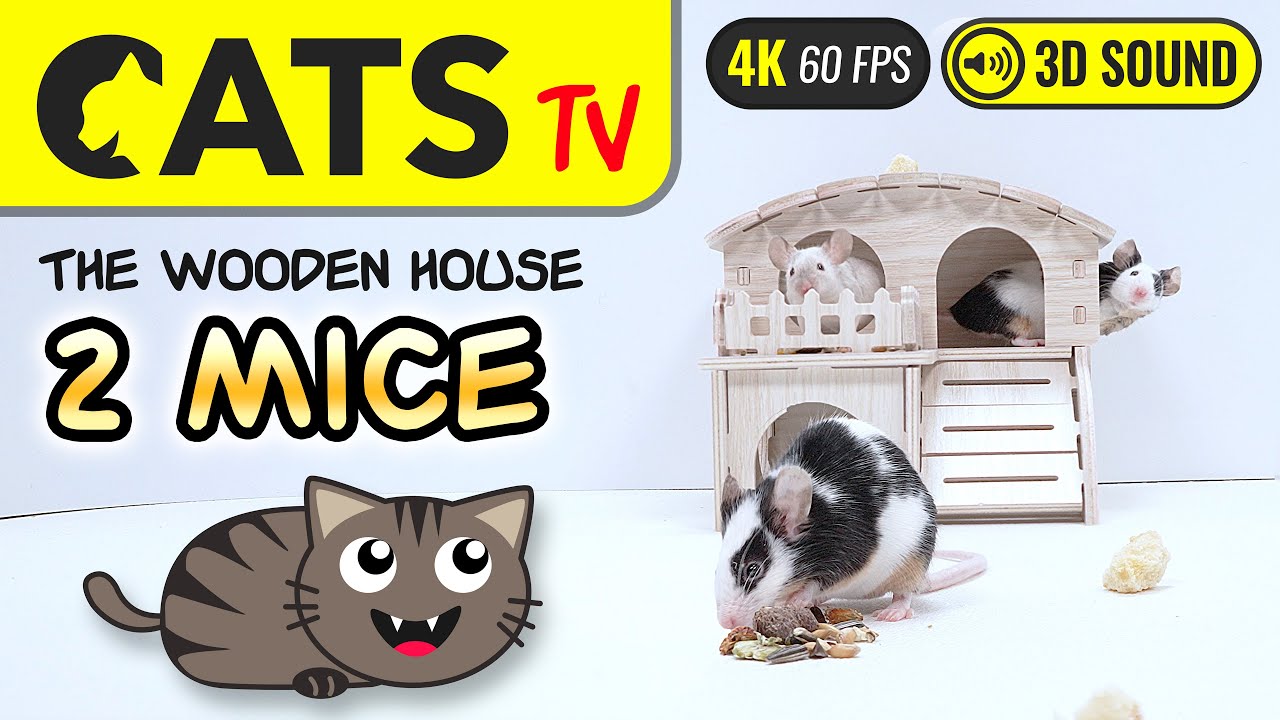 CAT TV - Real mouse eating 🐭🏠 CATS TV 🔴 4K 60fps (3 HOURS)