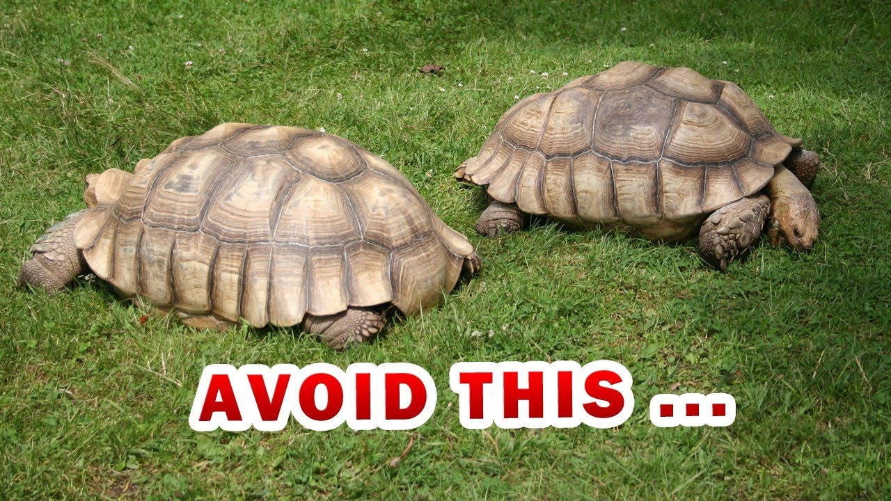 The ULTIMATE SULCATA spurred Tortoise food list & diet