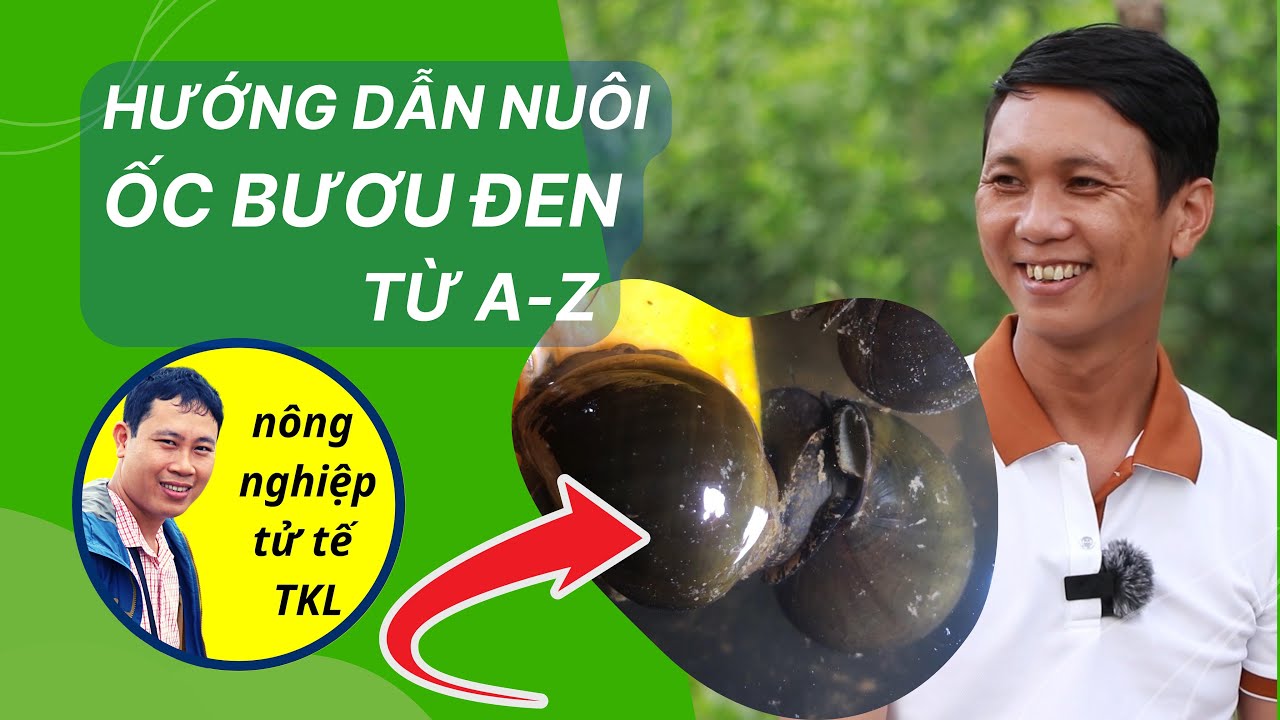 hướng dẫn nuôi ốc bươu đen trong bể xi măng hồ lót bạt #nongnghieptutetkl
