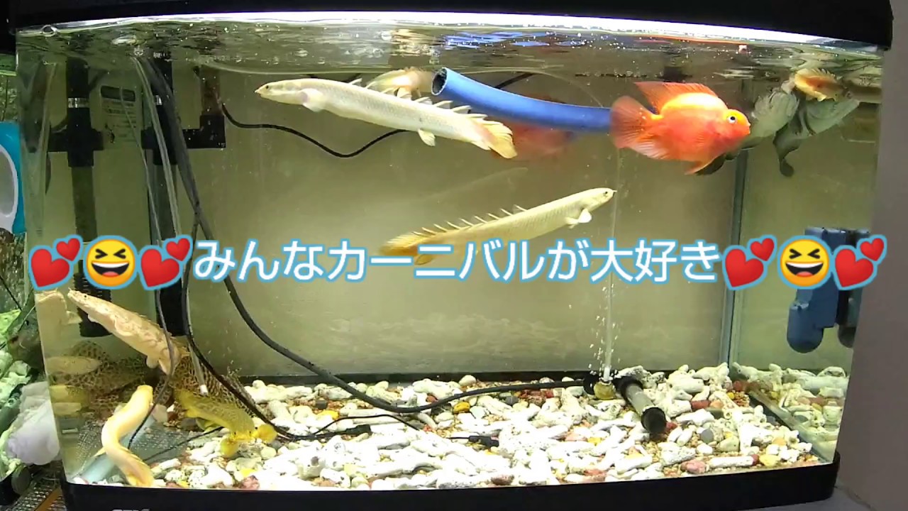 💕😆💕みんなカーニバルが大好き💕😆💕
