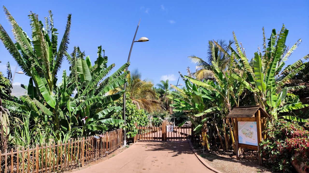 Musa acuminata и balbisiana — два диких банана, которые являются древнейшим источником сельского ...