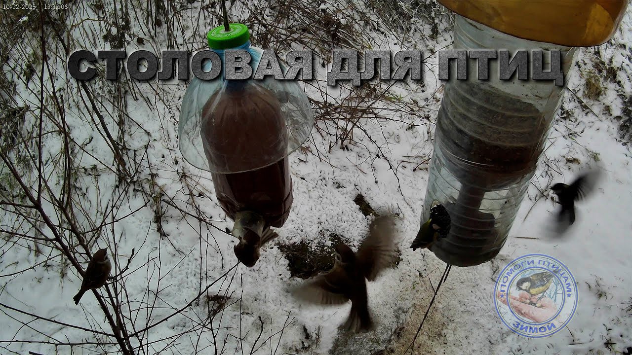 Кормушка для птиц 10 декабря 2025 года (11)