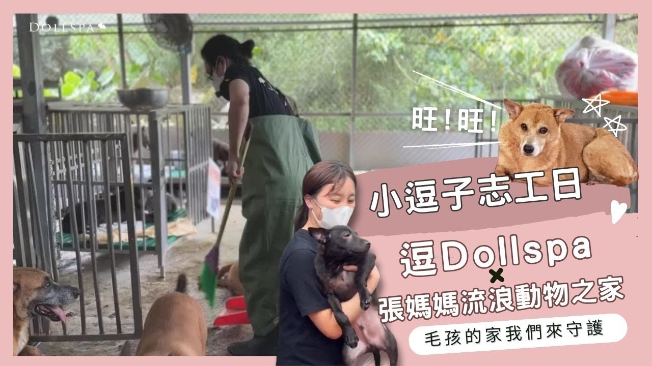 300多隻流浪狗的家💛 我們第一次當志工的感動🐶逗Dollspa X 張媽媽流浪動物之家--毛孩不會說話，但我們可以為牠們發聲