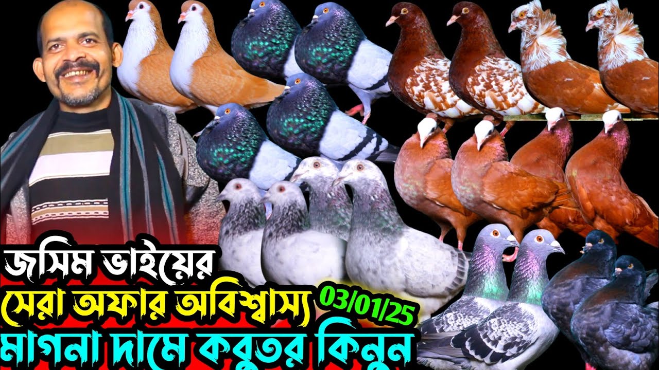 জসিম ভাইয়ের সেরা অফার অবিশ্বাস্য মূল্য ছারে কবুতর কিনুন || মাগনা দামে কবুতর || কম দামে ফেন্সি কবুতর