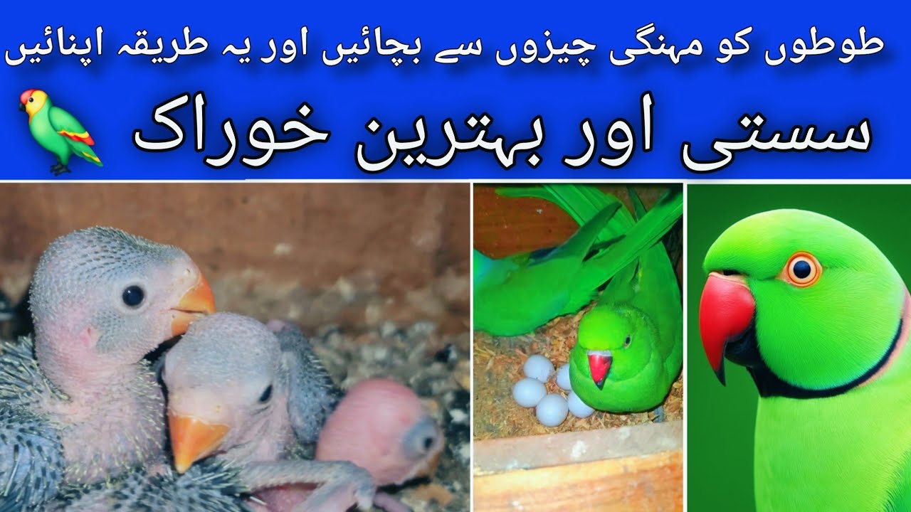 Parrot ko sasta khilaen Jo healthy ho 🦜 | Mehngi Feed Ka Sasta Alternative!