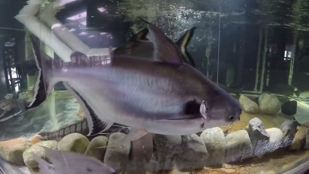 Stories of 2 black ear shark catfish 8yo & 1.5yo both 2ft/60cm in 1800 gal Pangasius larnaudii