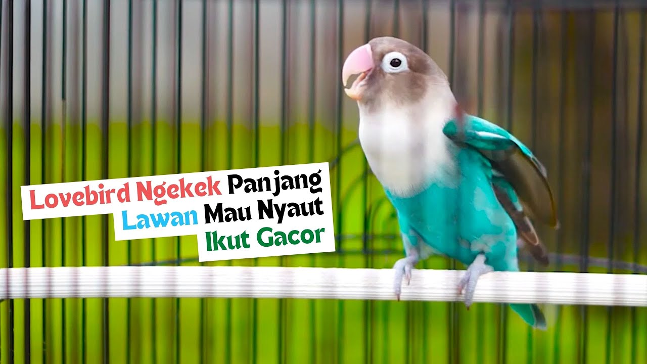 Lovebird Ngekek Panjang! Masteran Handal Bikin Labet Mana Saja Respon Mau Gacor