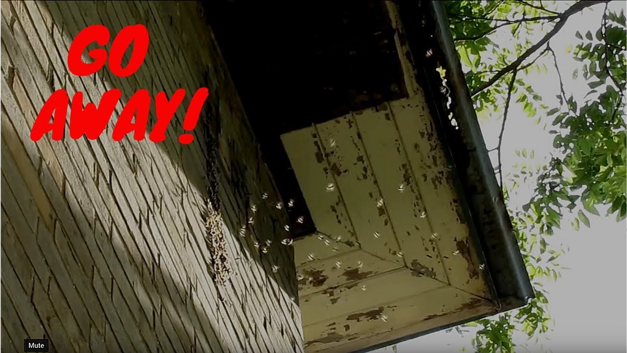 Urbex:  Abandoned House of WASPS
