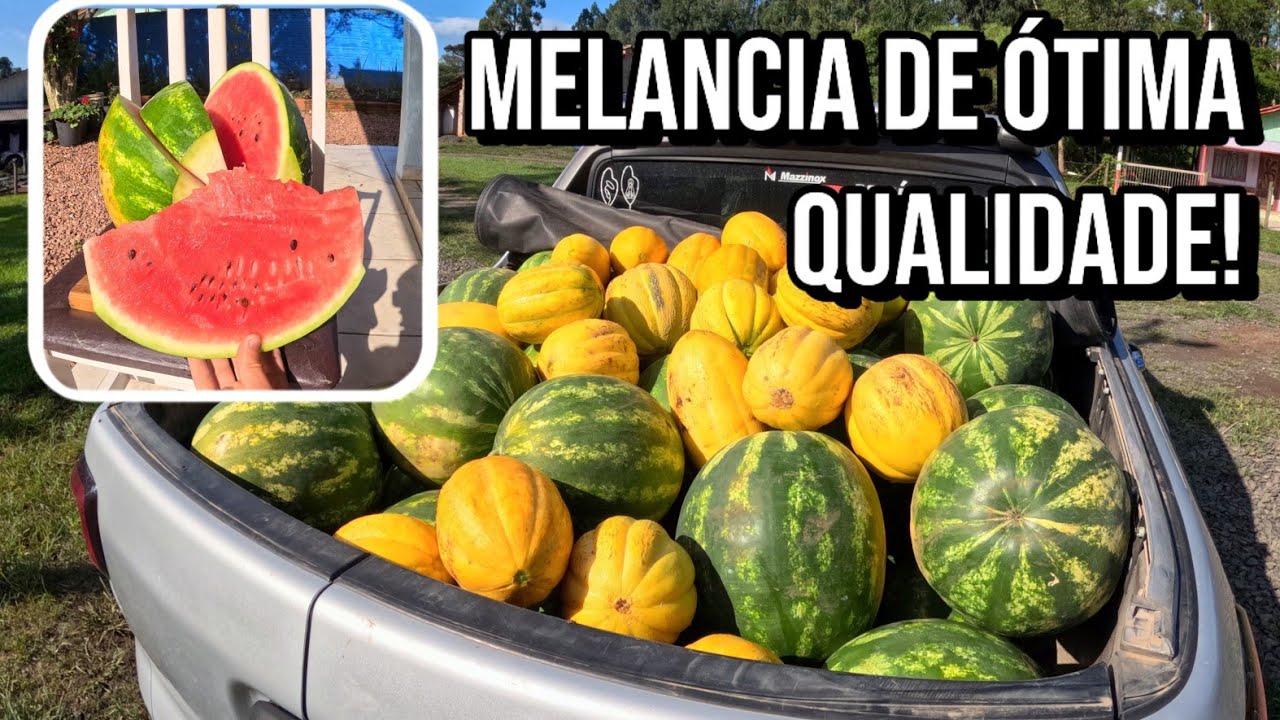 DA ROÇA PRA CIDADE - levando melancia pra cidade