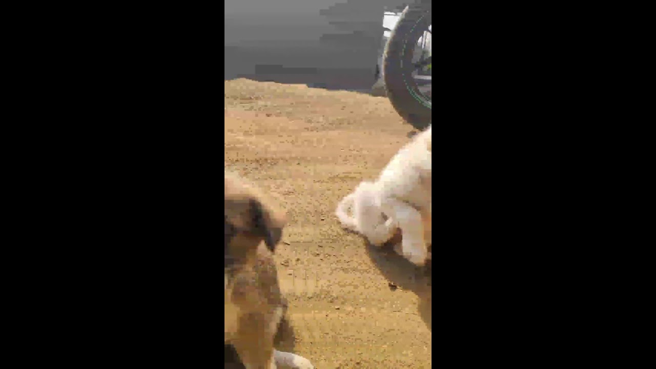 Ruby and sweety live #dog