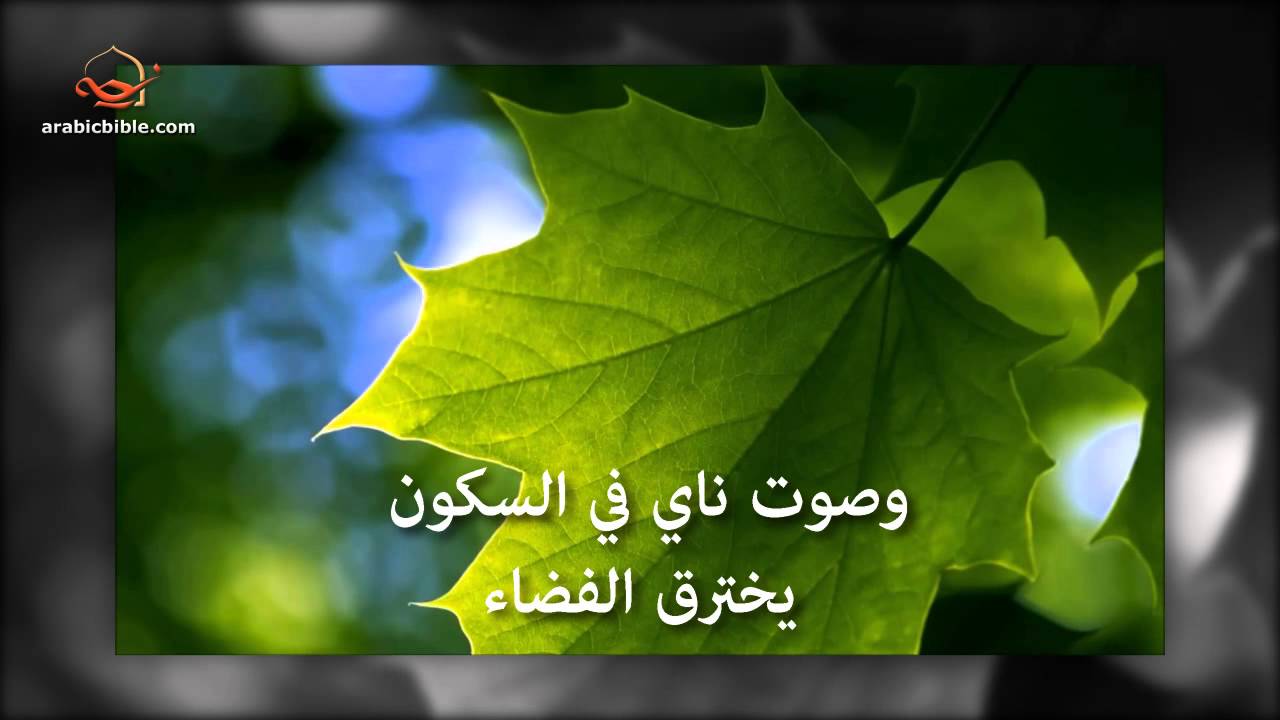 في غابةٍ غنّاء - عبير نصير