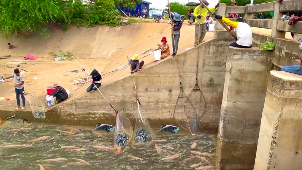 Real Life 100% Net Fishing In River At The Countryside (Episode 66)