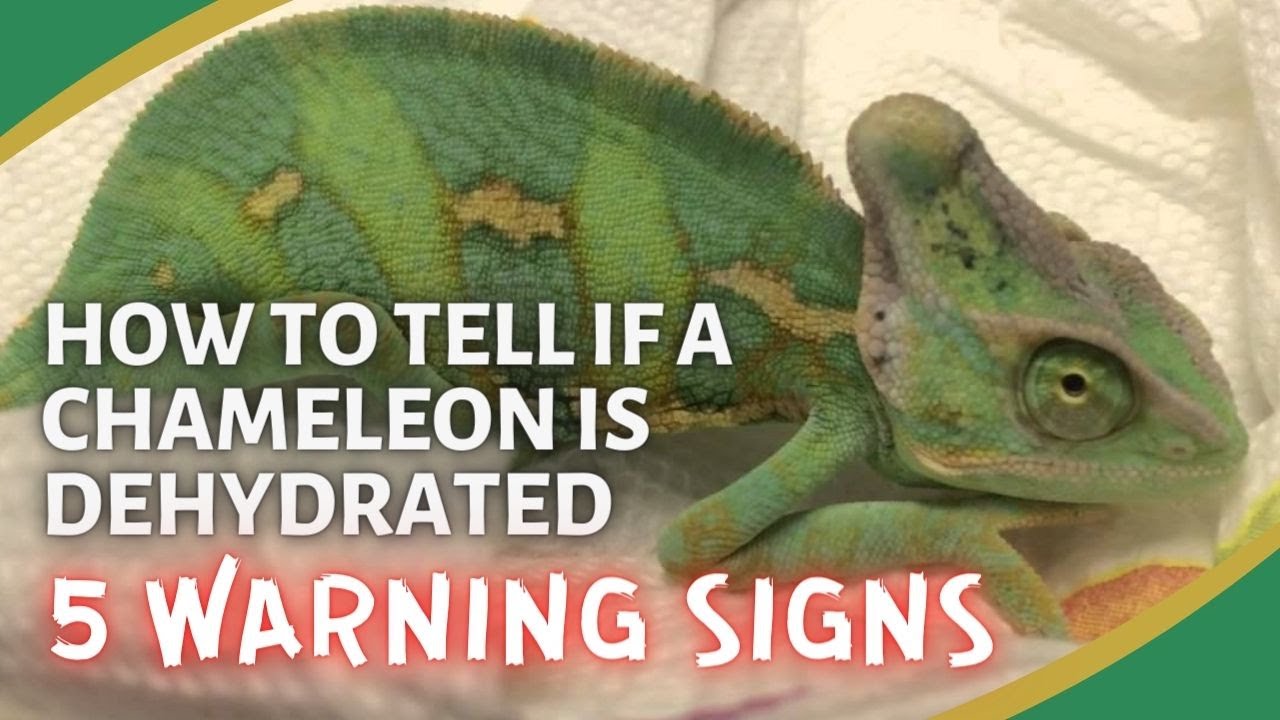 5 Warning Signs of a Dehydrated Chameleon