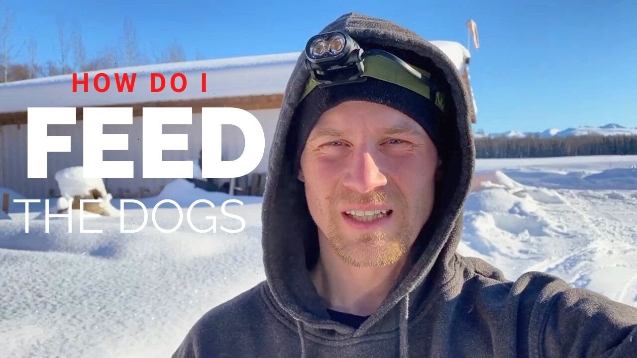 What I Feed My Dogs During The Race: Part 1