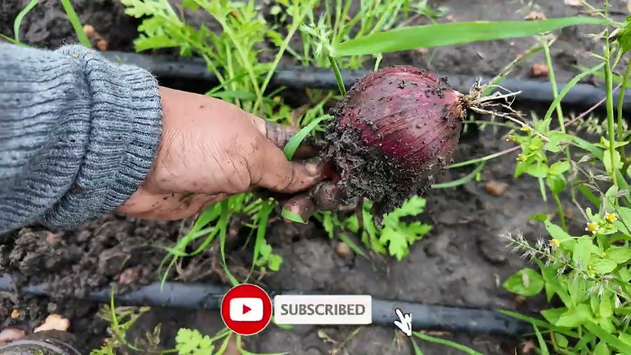 Garden Tour & Harvesting Onions in the Mud | Real Farm Life