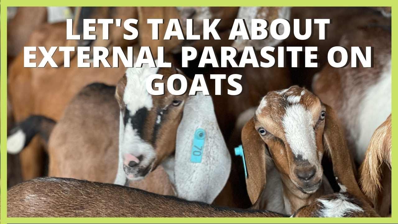 HOW TO PREVENT TICKS ON GOAT | HOW TO TREAT  EXTERNAL PARASITE ON GOAT AND SHEEP | GOAT FARMING