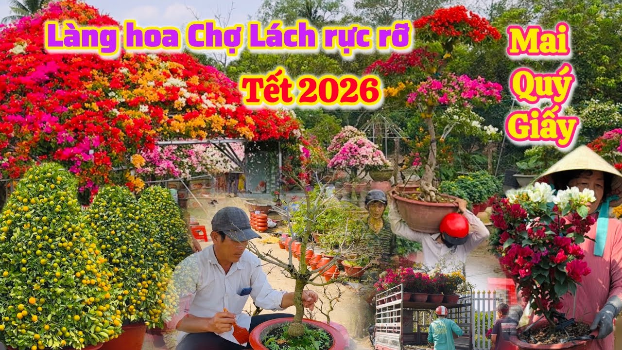 Bến Tre| Làng Hoa Chợ Lách rộn ràng rực rỡ hương Tết Miền Tây |TrNQ
