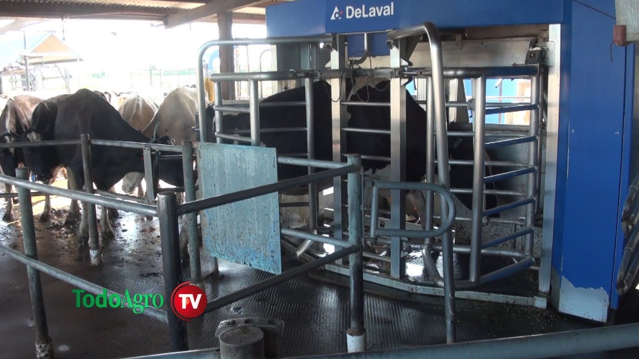 Enseñanzas del tambo robotizado del INTA Rafaela