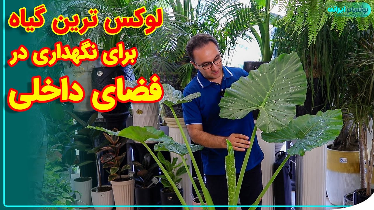 آموزش کامل نگهداری از گیاه خاص بابا آدم یا آلوکازیا | alocasia plant
