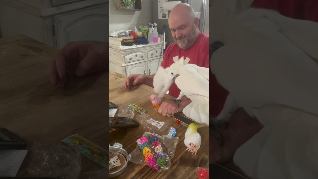 Funniest parrot Temu haul, happy to see brother, trolls Earls toys & trying to escape.