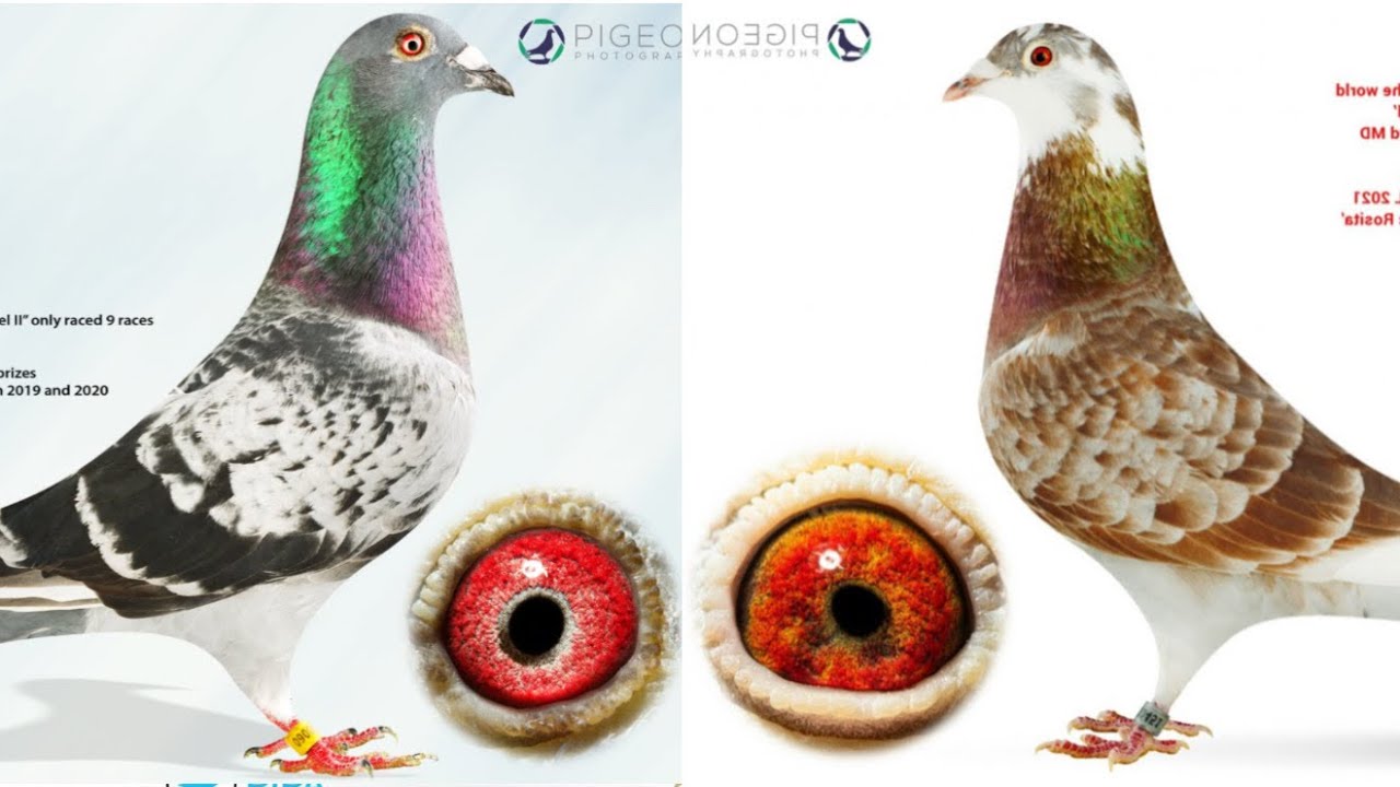 The Fastest Racing Pigeon Bloodline? Meet My Best Kittel Birds!