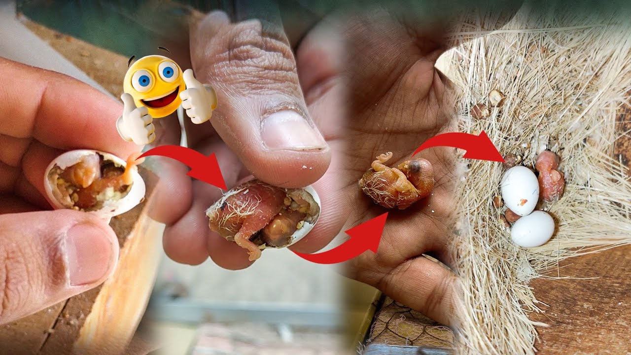 Lovebirds Chick Assist Hatch Krwa Lia 😊