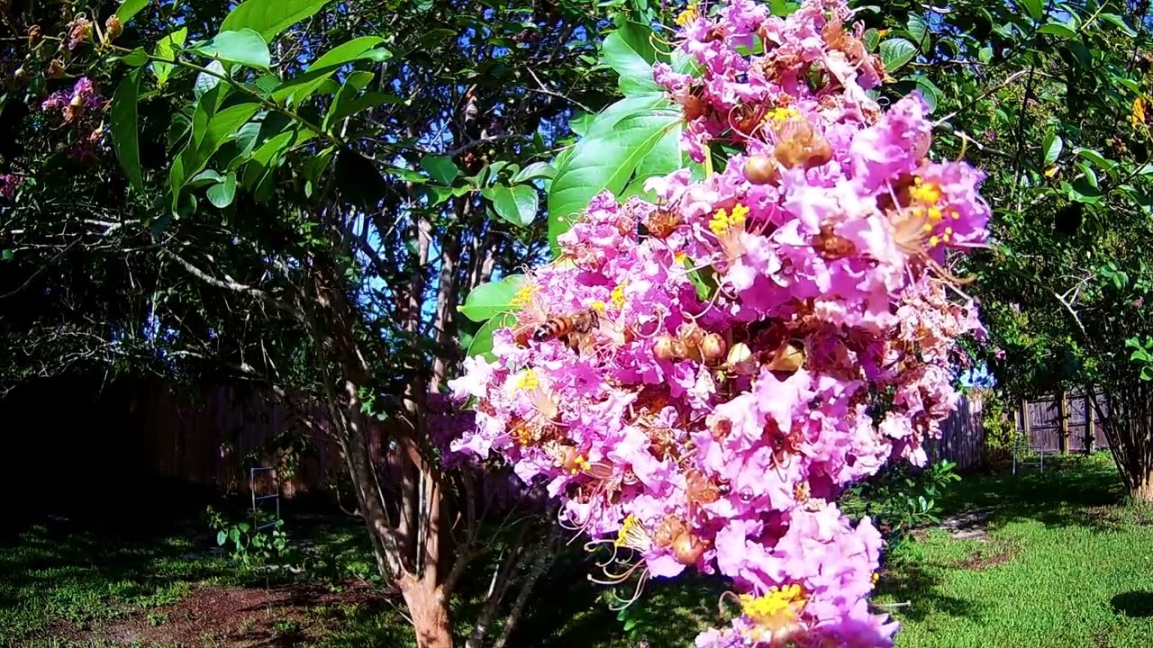 COOL BEES ON CREPE MYRTLE