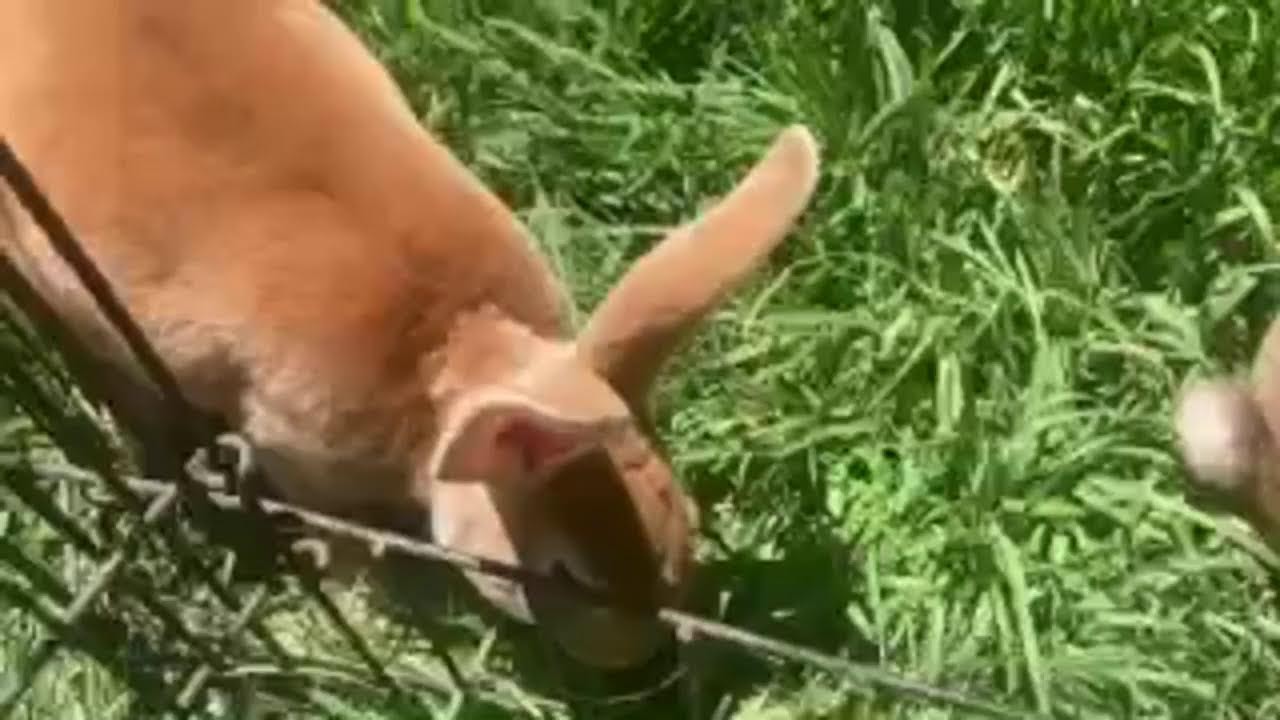 OTTER REX RABBITS LIVE