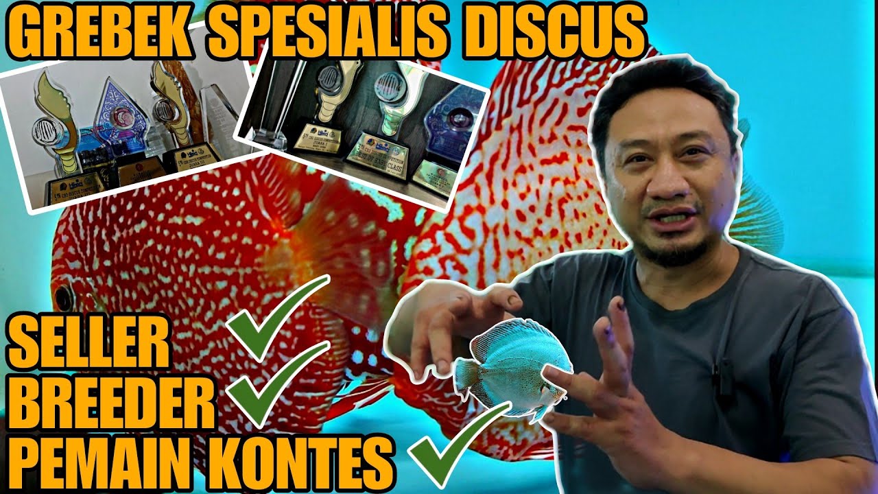 GREBEK LANGSUNG SPESIALIS DISCUS !!! SELLER, BREEDER, SEKALIGUS PEMAIN KONTES