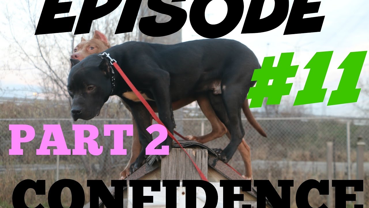 building dogs confidence part 2 pitbull pit bull muscle bully training obedience