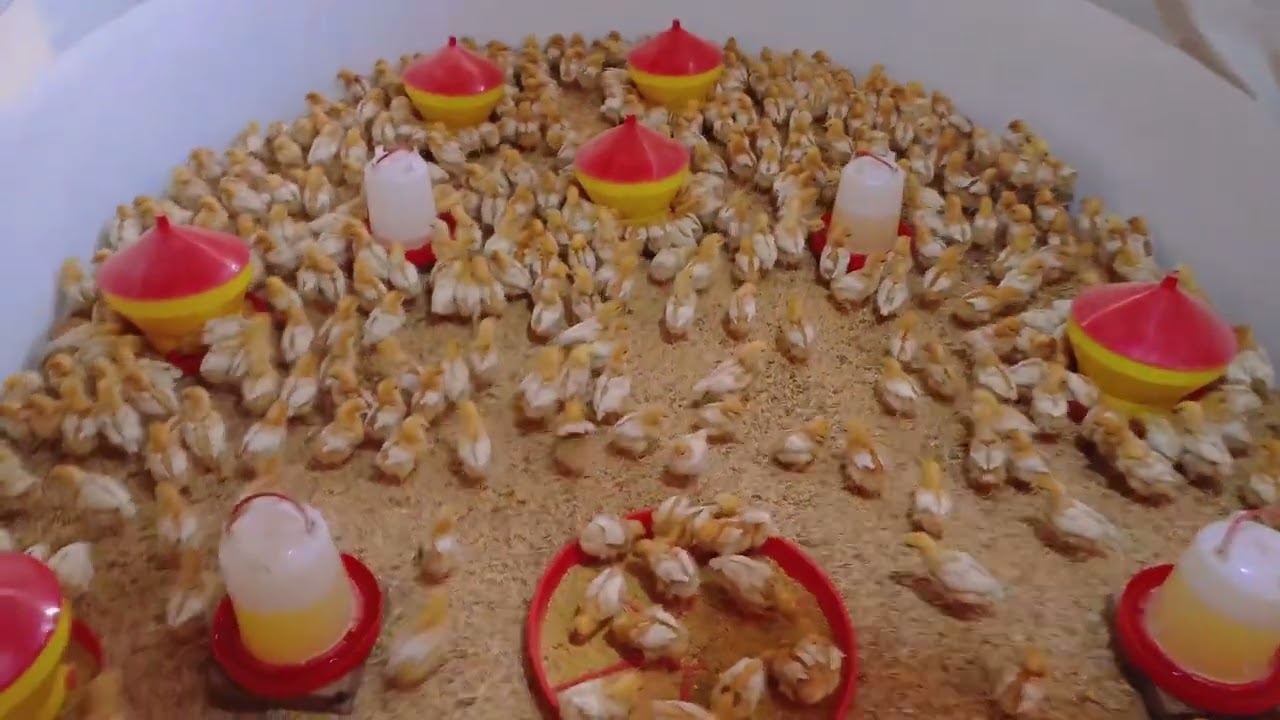 Crianza de Pollitas Ponedoras : Paso a Paso🐥🐥🐣
