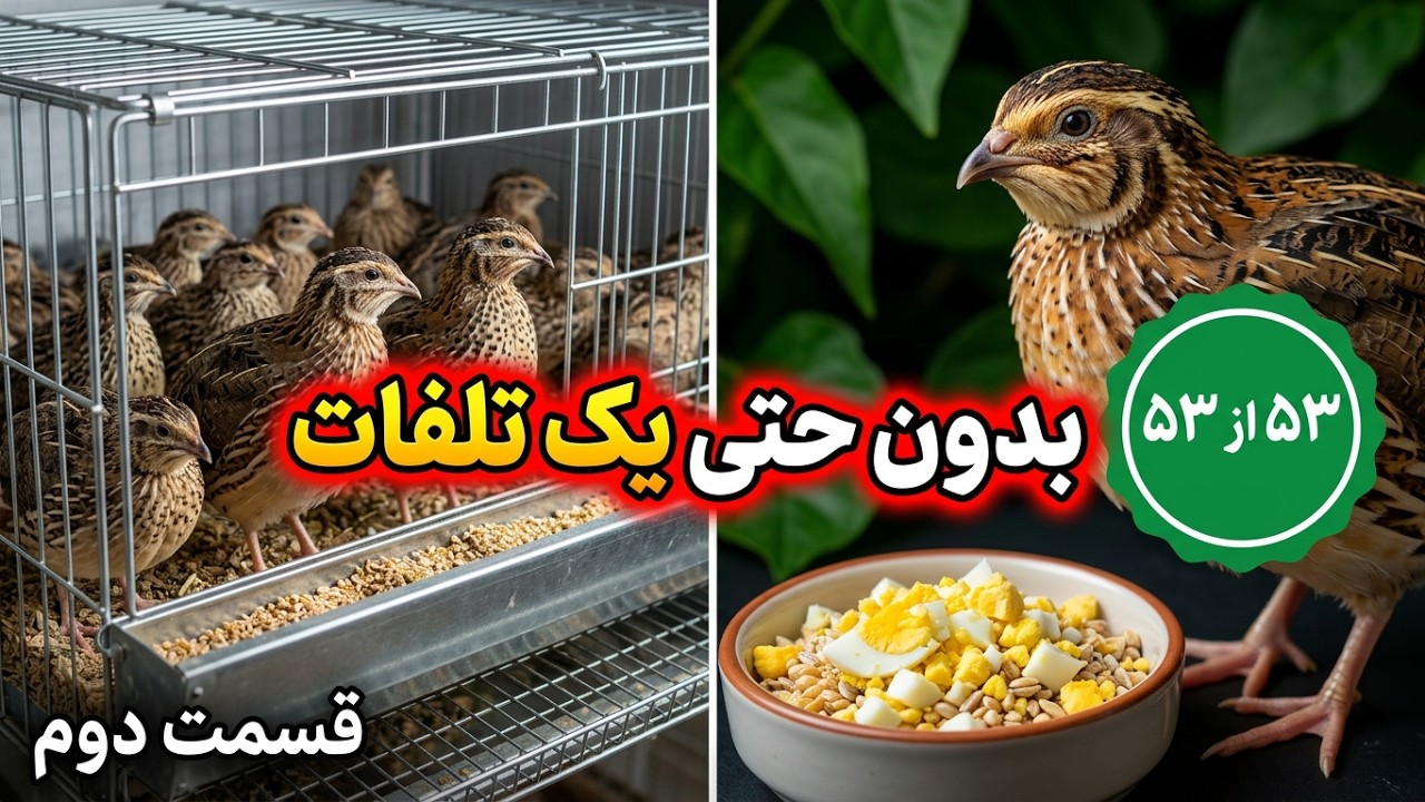 پرورش بلدرچین در خانه از صفر تا صد قسمت  دوم