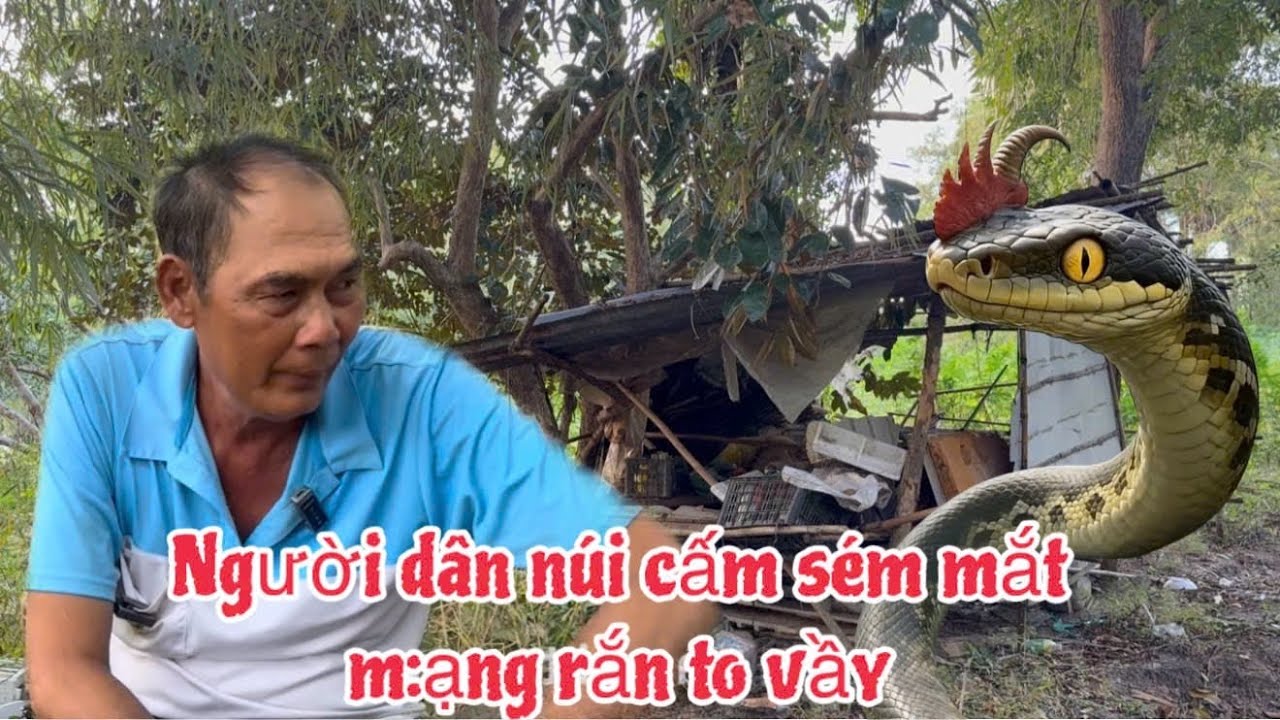 Chấn động người dân vùng núi nhiều lần cạm chán rắn hổ mây khổng lồ 