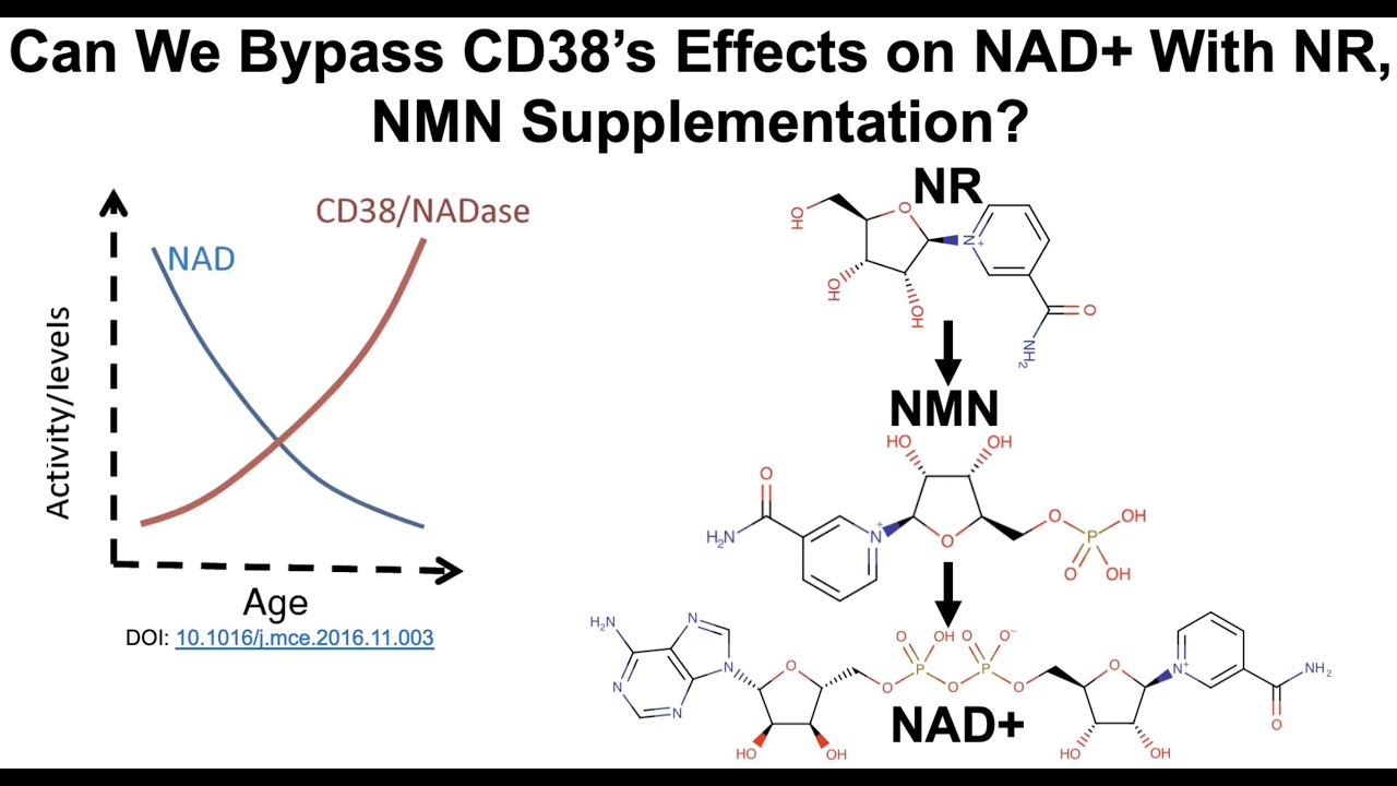 CD38 gets in the way of NR and NMN for increasing NAD+