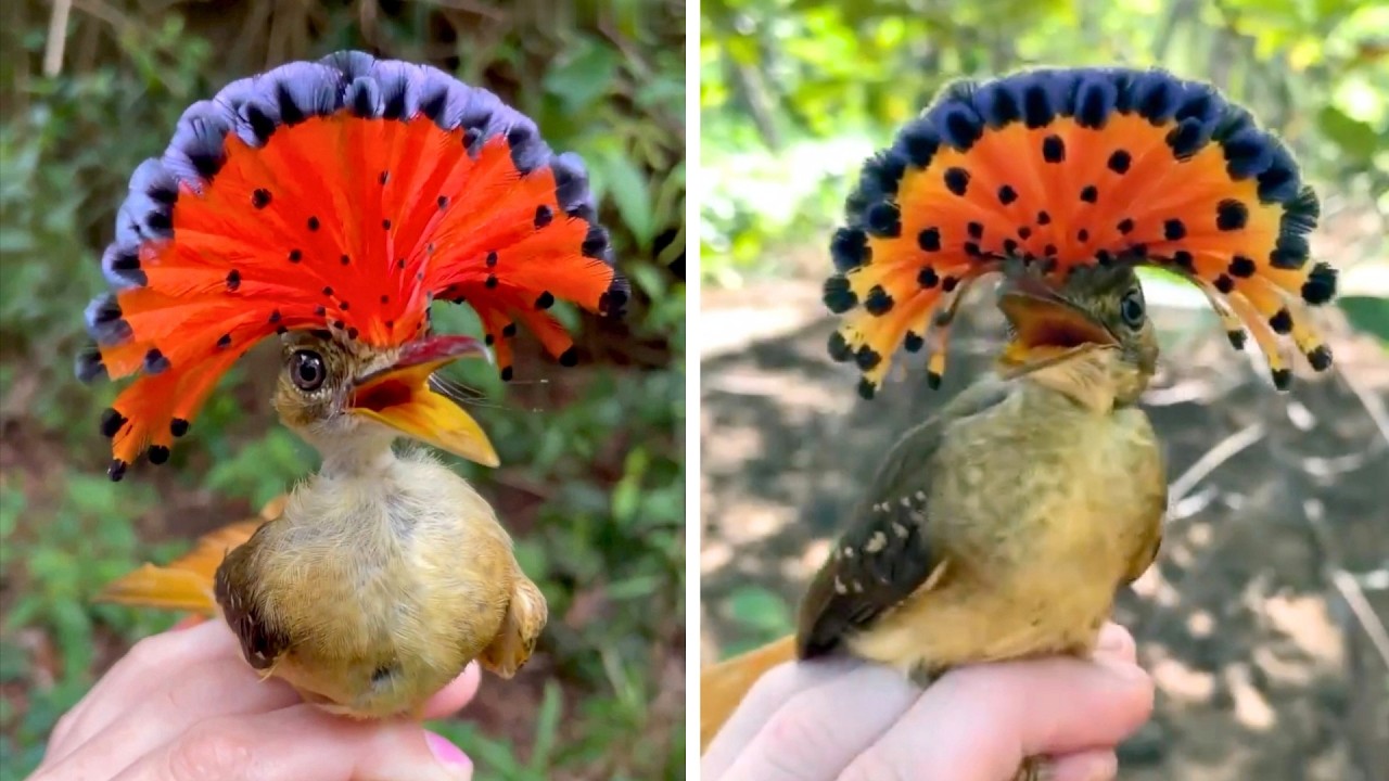 Tropical Royal Flycatcher 🐦 This Bird is Insane!
