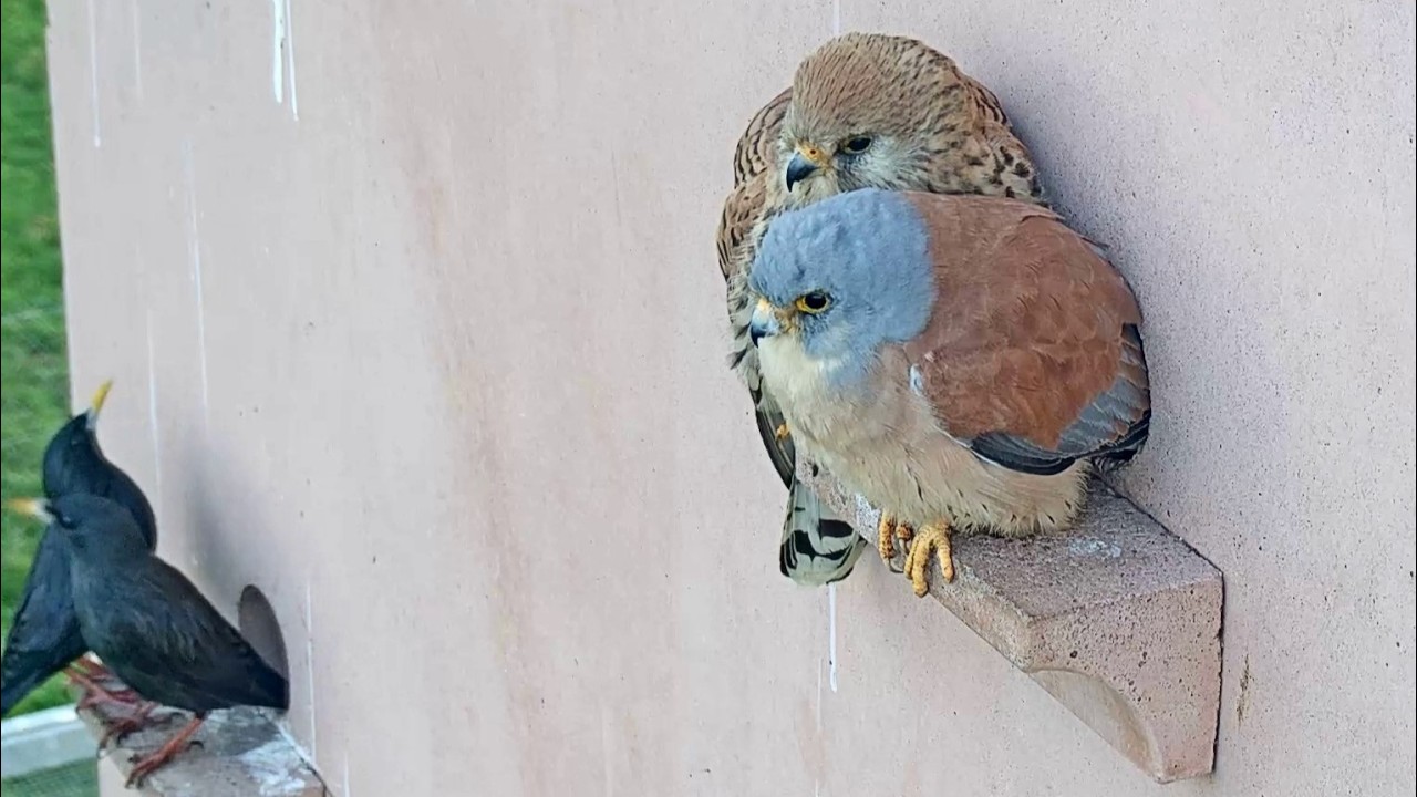 🦅 REGRESAN LOS CERNÍCALOS PRIMILLAS 🦅 ·  Parque Nacional de Cabañeros.
