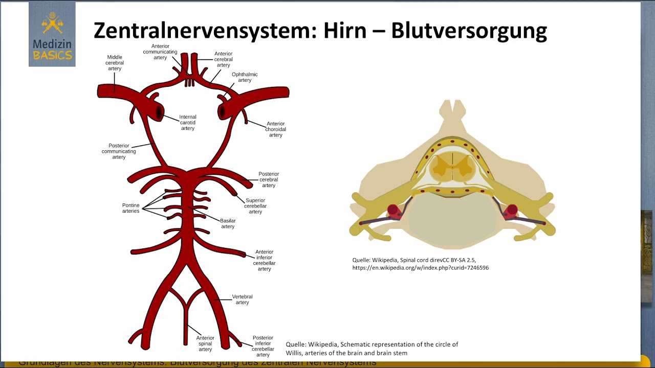 09   Blutversorgung des zentralen Nervensystems