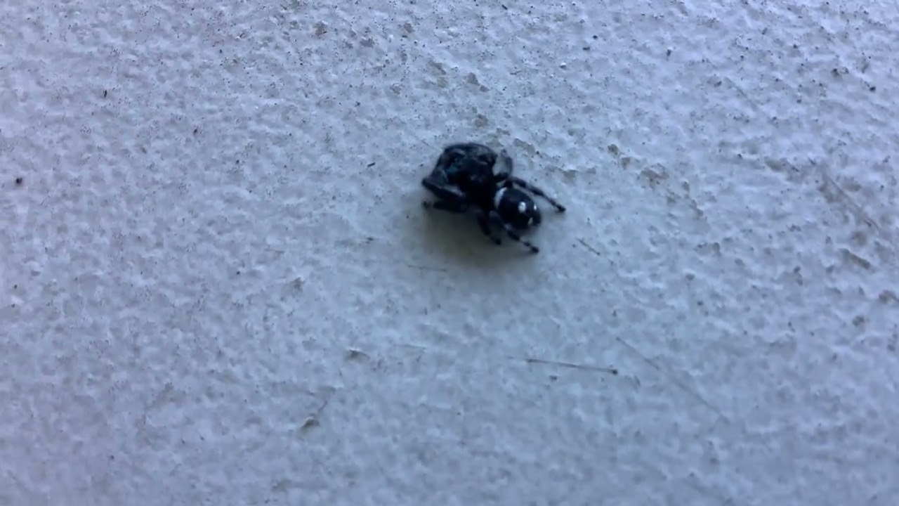 Kevin the regal jumping spider 