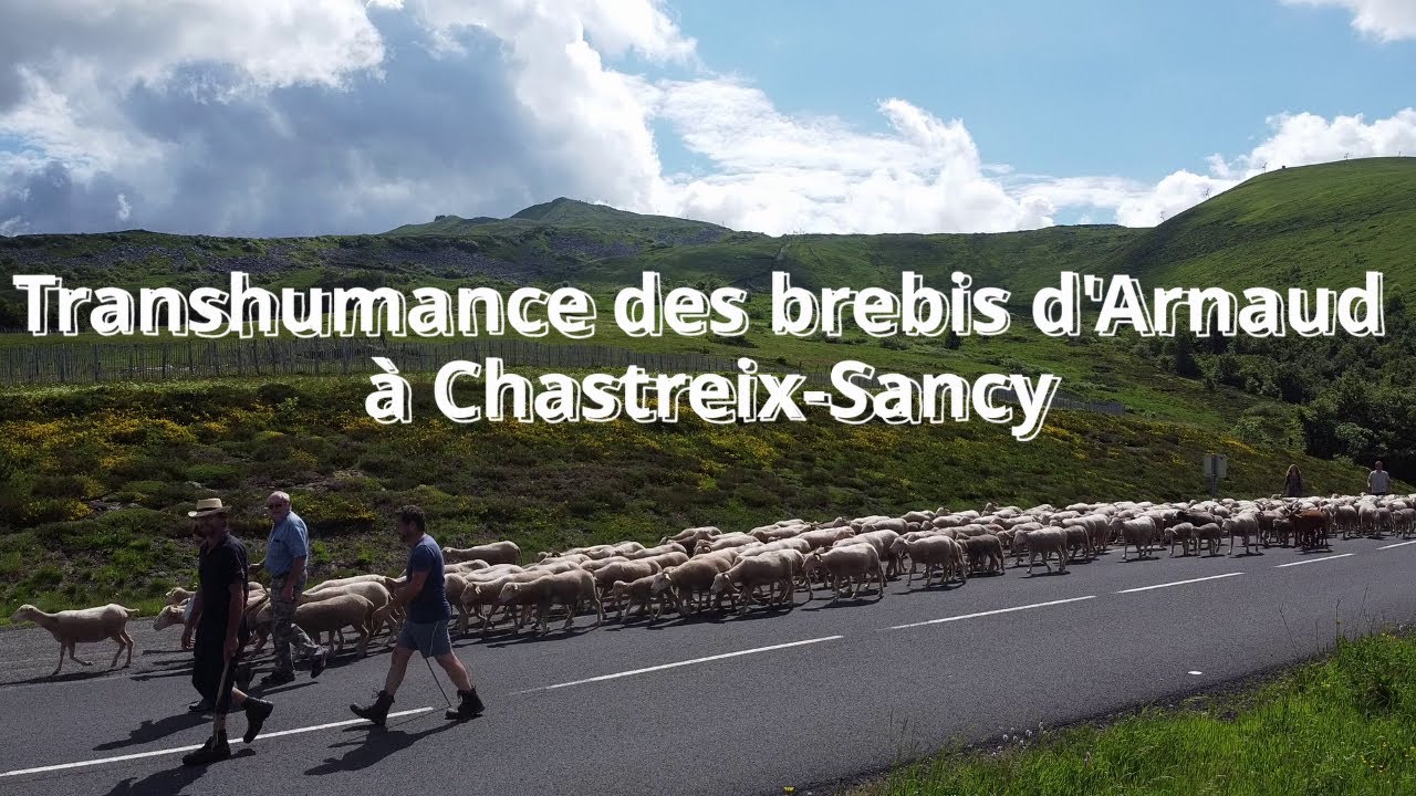 Transhumance des brebis à Chastreix-Sancy Puy de Dôme Auvergne