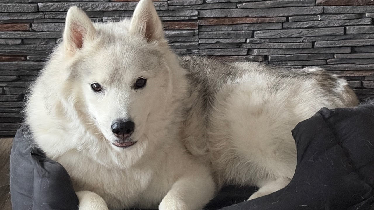 Siberian Husky Live Q&A | Training, Behavior, Diet & Owner Questions Answered