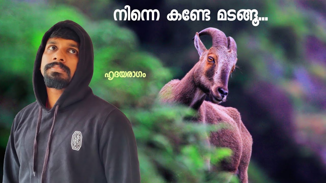 Iravikulam National Park Munnar | Rajamalai, The Paradise of Nilgiri Tahr on Earth