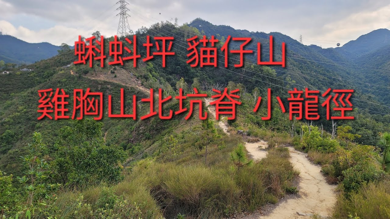 12月29日下午：沙田圍站 蝌蚪坪 貓仔山 雞胸山北坑脊 小龍徑 麥徑五 沙田坳村